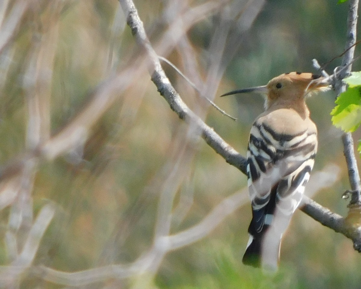 Eurasian Hoopoe - ML489212211