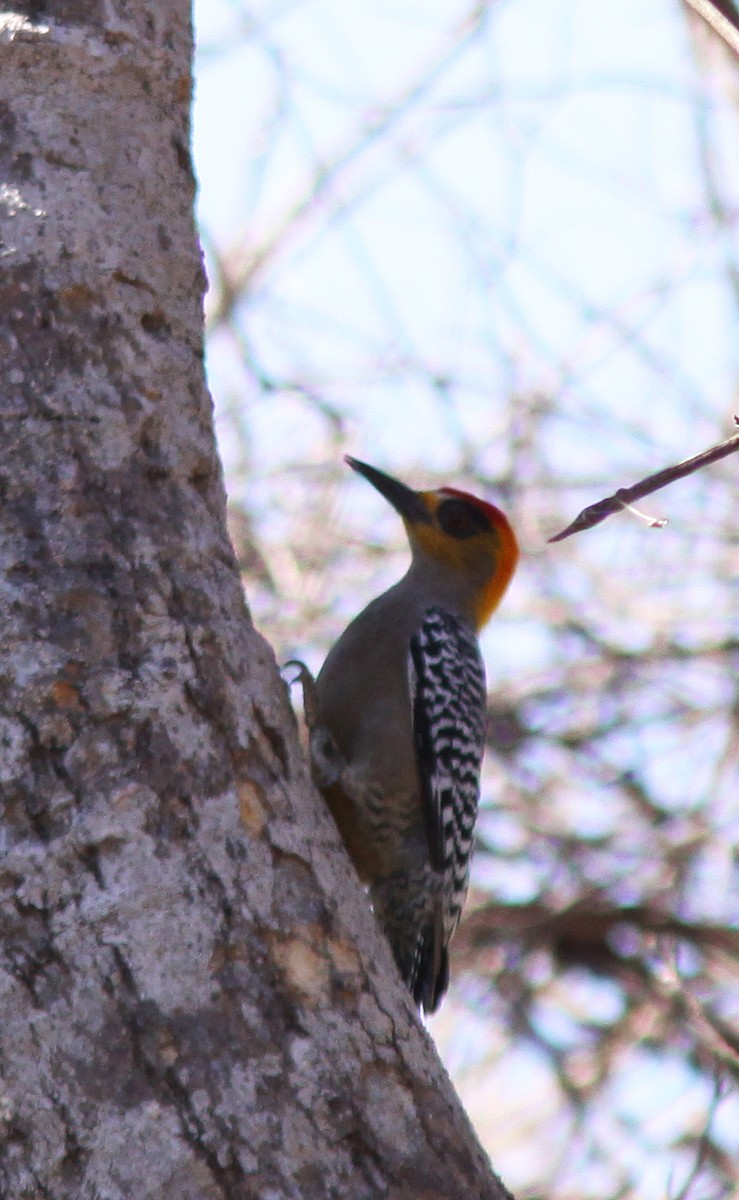 Golden-cheeked Woodpecker - ML489212371