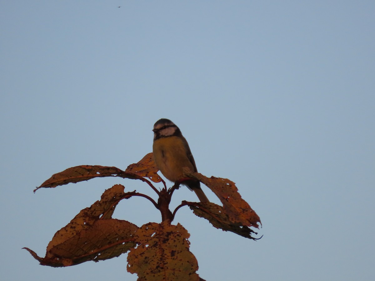 Eurasian Blue Tit - ML489213101