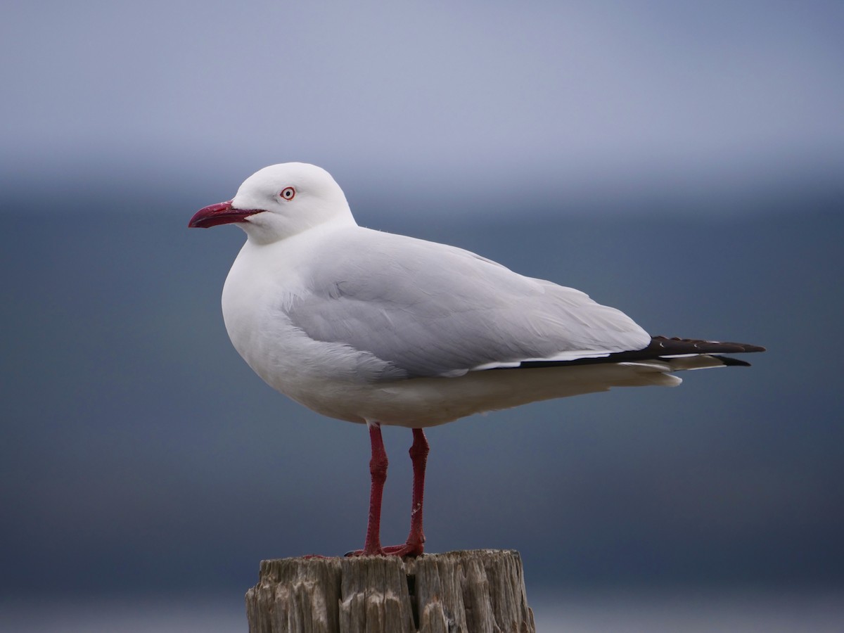 Silver Gull (Silver) - ML489214381
