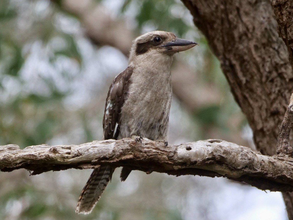 Laughing Kookaburra - ML489214451