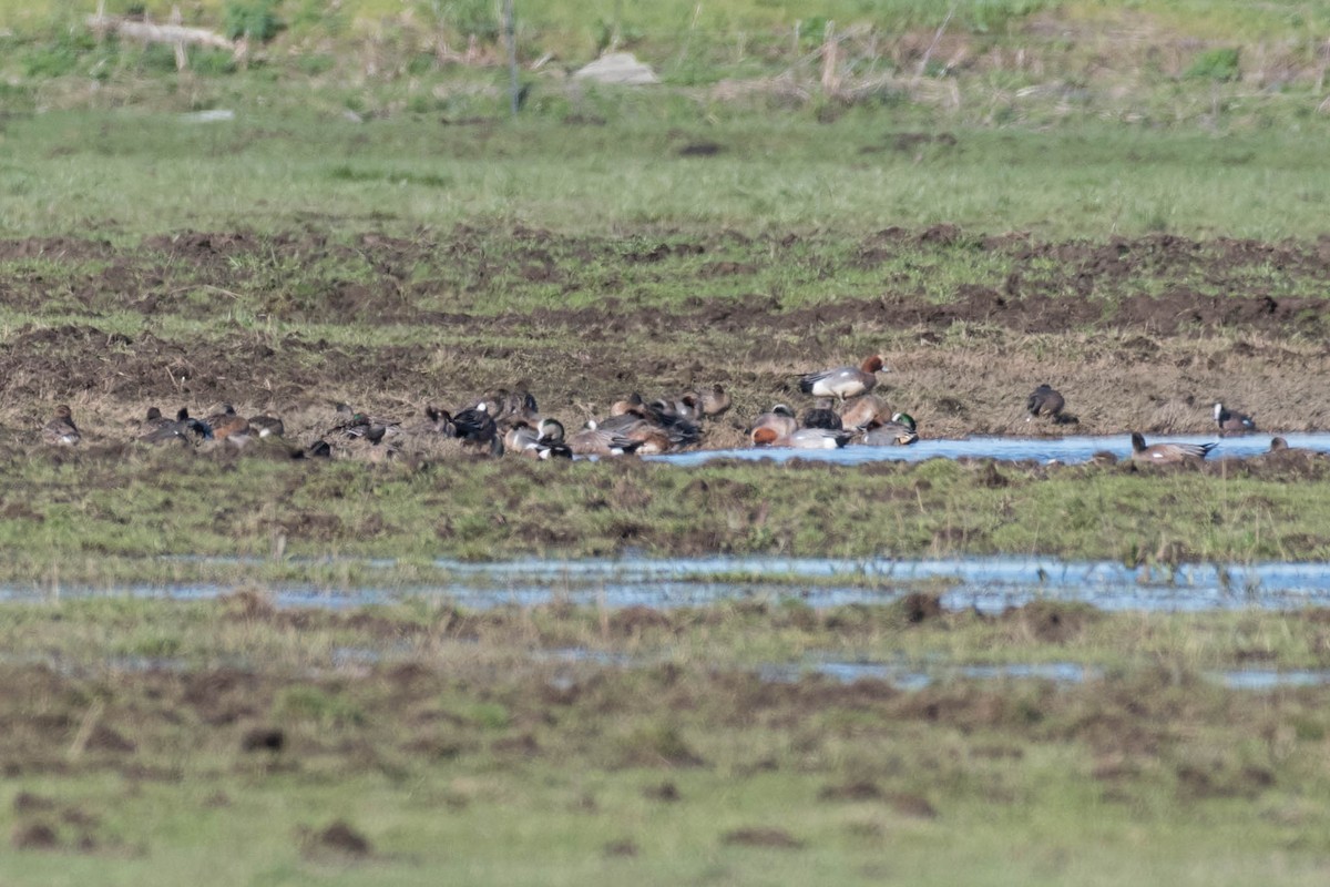 Eurasian Wigeon - ML48921521