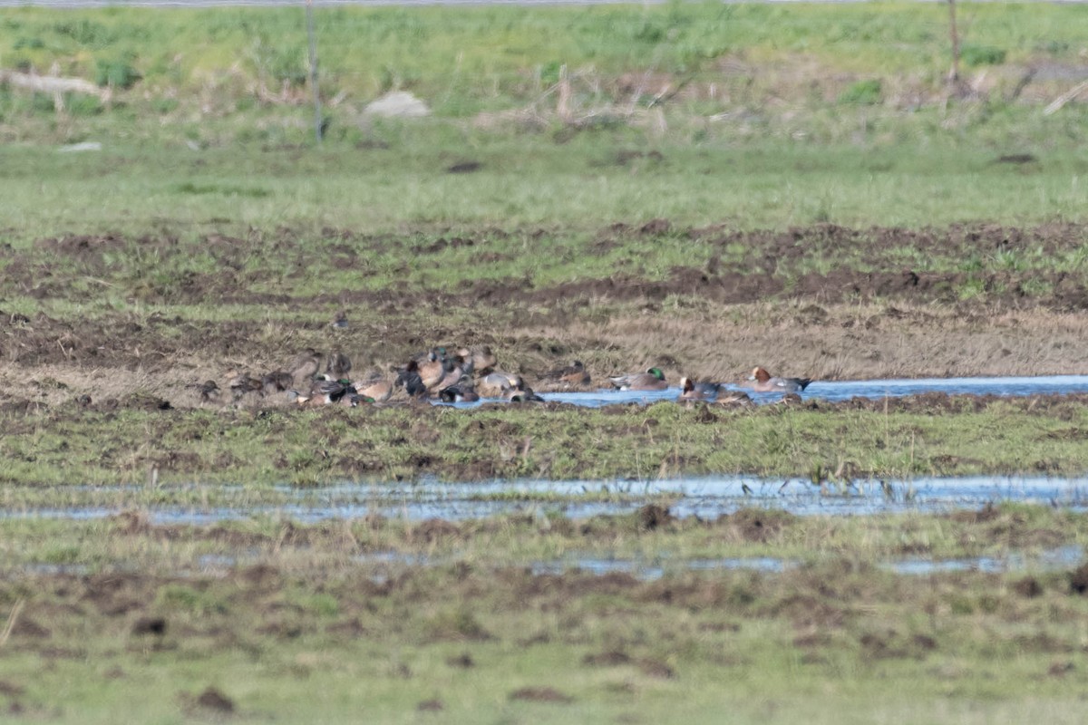 Eurasian Wigeon - ML48921541