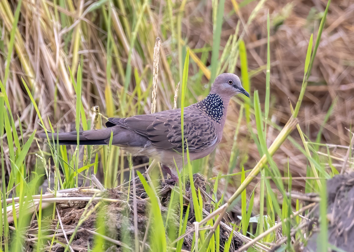 Spotted Dove - Joo Aun Hneah