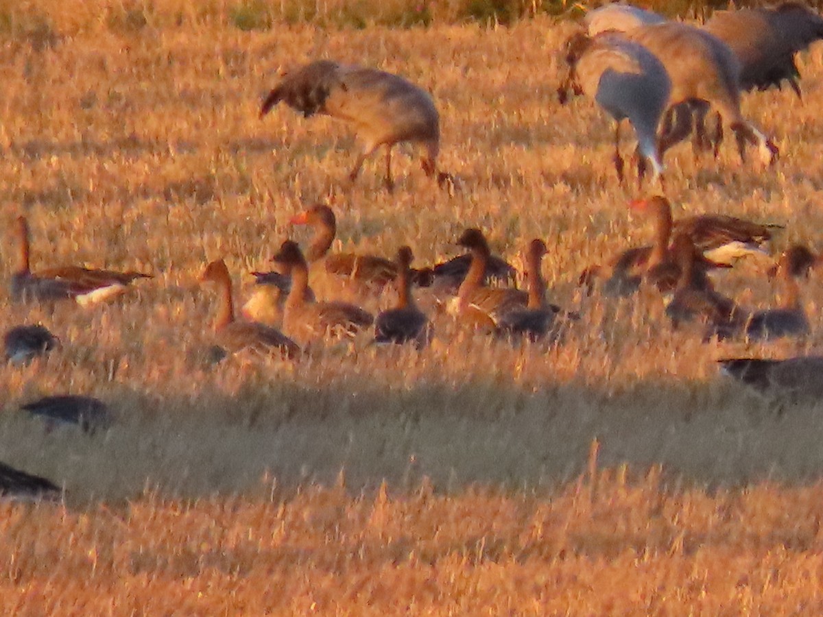 Pink-footed Goose - ML489215611