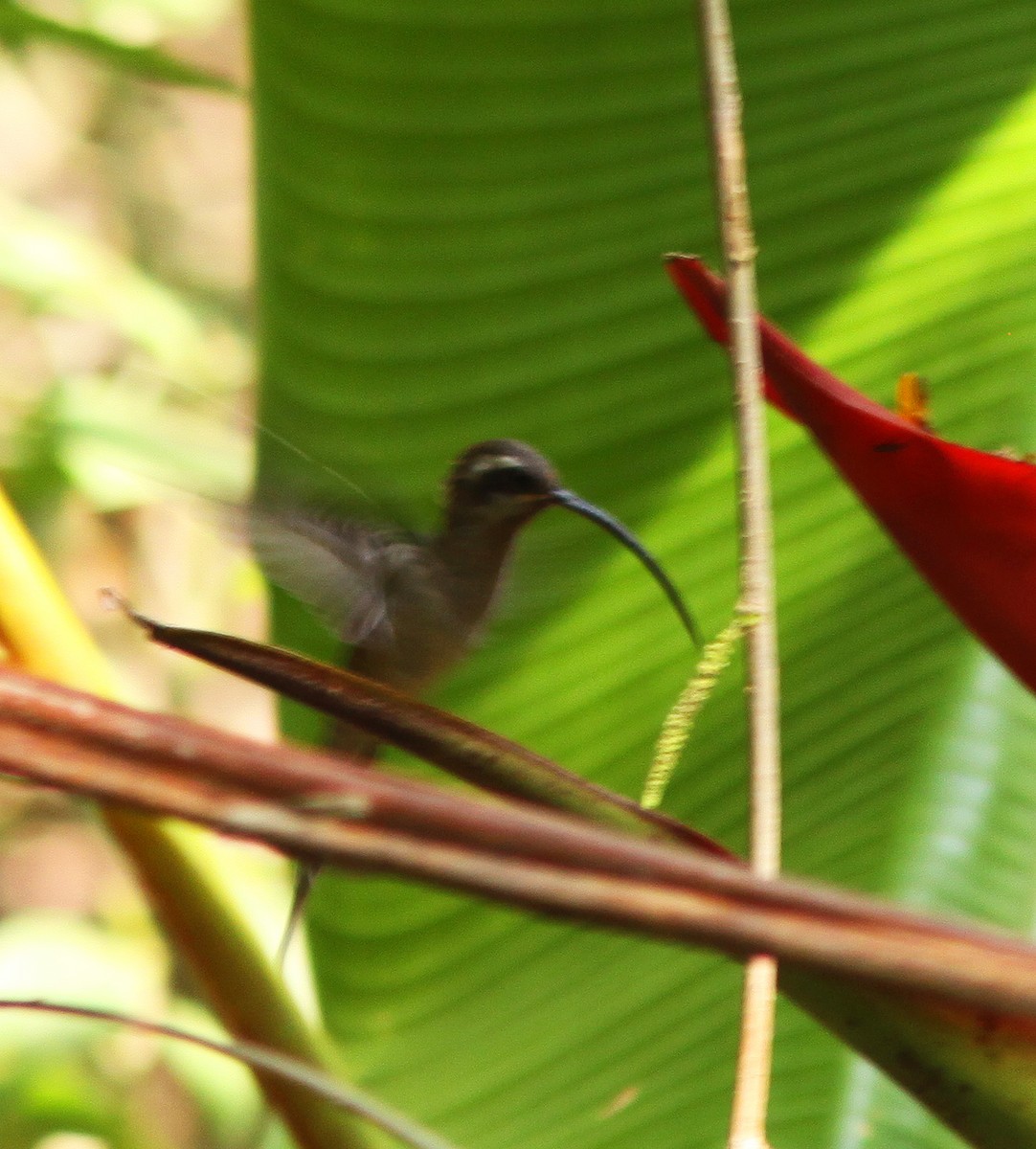 Long-billed Hermit - ML489215681