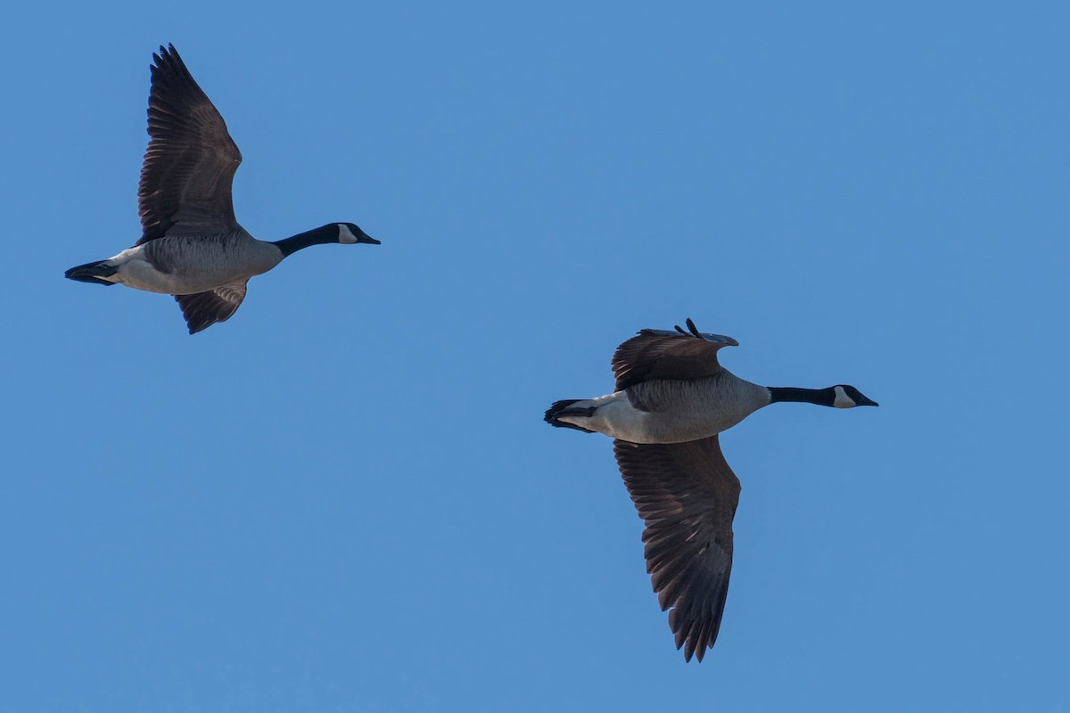 Canada Goose - ML48921661