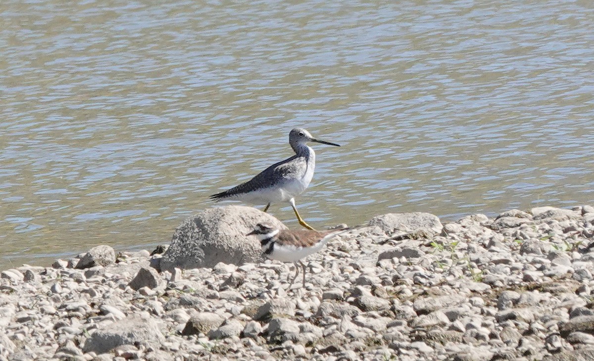 plystresnipe - ML489217341