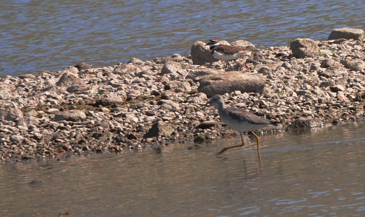 Killdeer - ML489217381