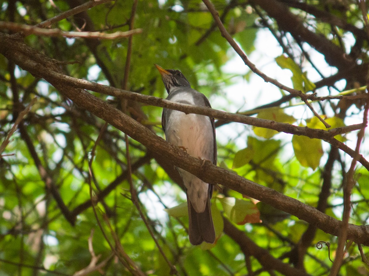 Blacksmith Thrush - ML489217411