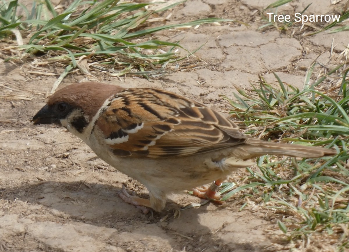 Eurasian Tree Sparrow - ML489217551