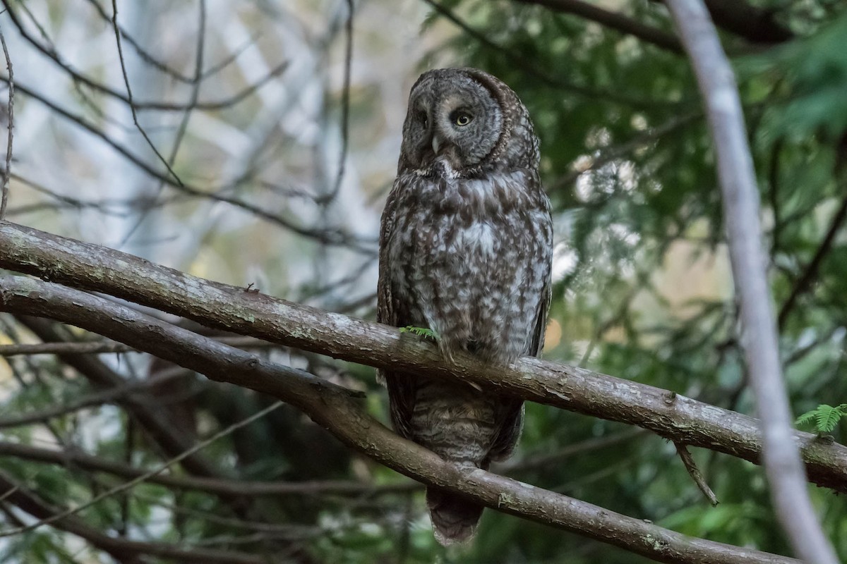 Great Gray Owl - ML48921831