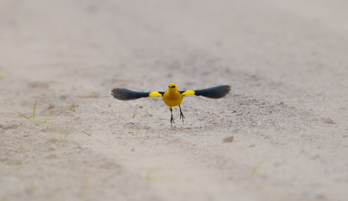 Saffron-cowled Blackbird - ML489218481