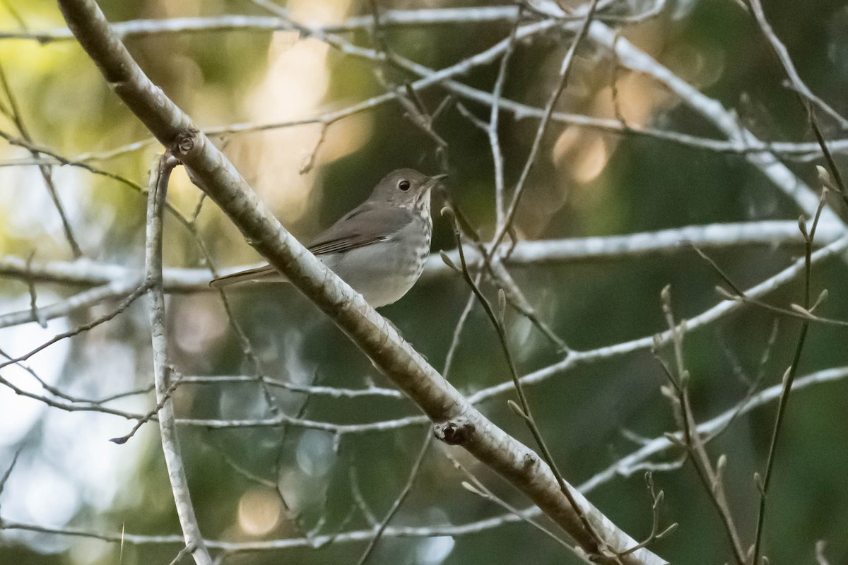Hermit Thrush - ML48921891