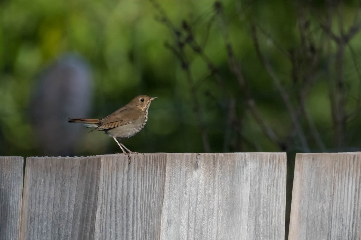 Hermit Thrush - ML48921901