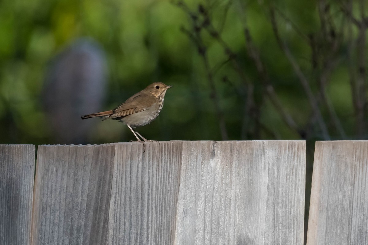 Hermit Thrush - ML48921911