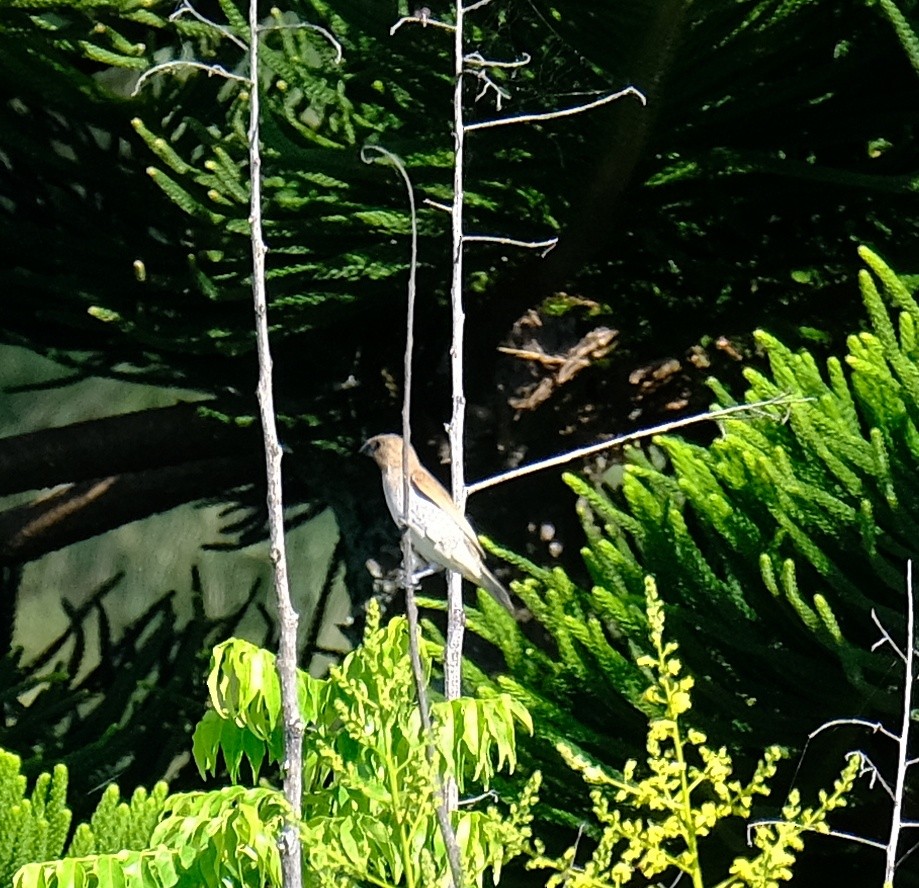 Scaly-breasted Munia - ML489219341