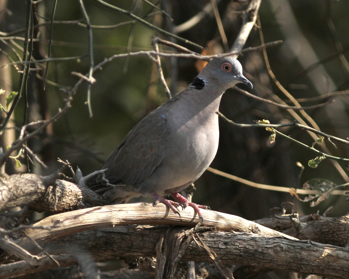 Mourning Collared-Dove - ML489219461