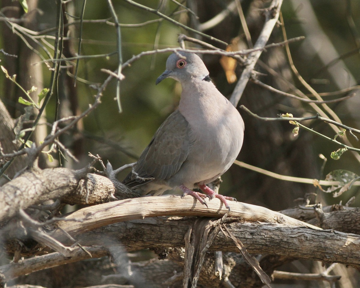 Mourning Collared-Dove - ML489219471