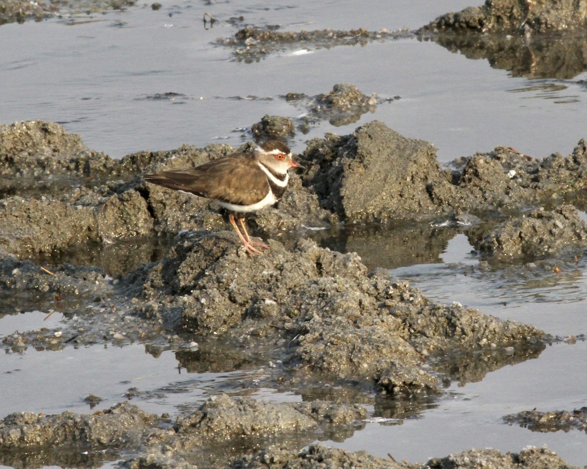 Three-banded Plover - Sam Shaw