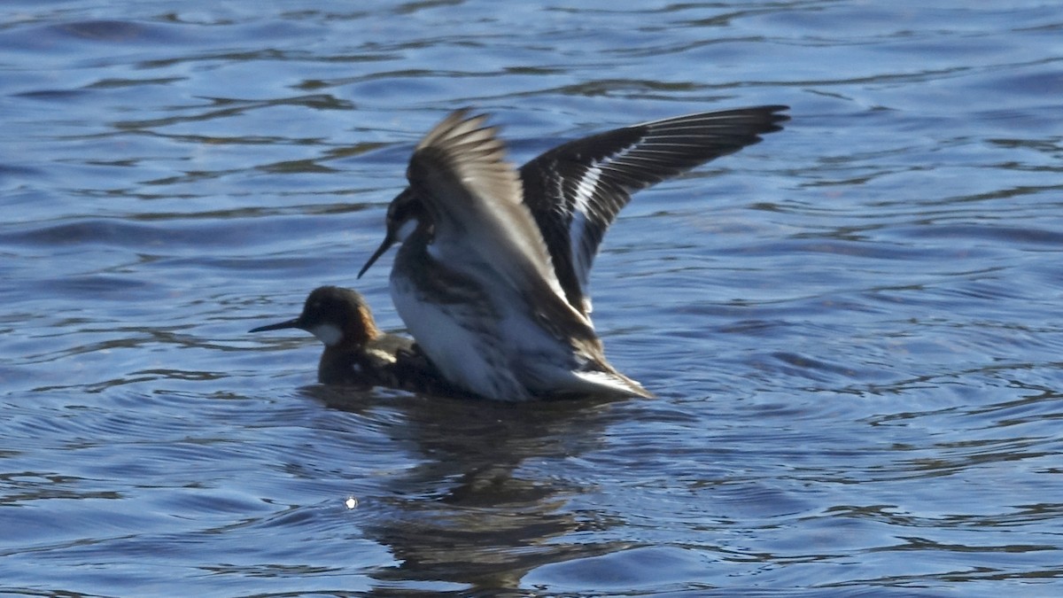 Phalarope à bec étroit - ML489220121