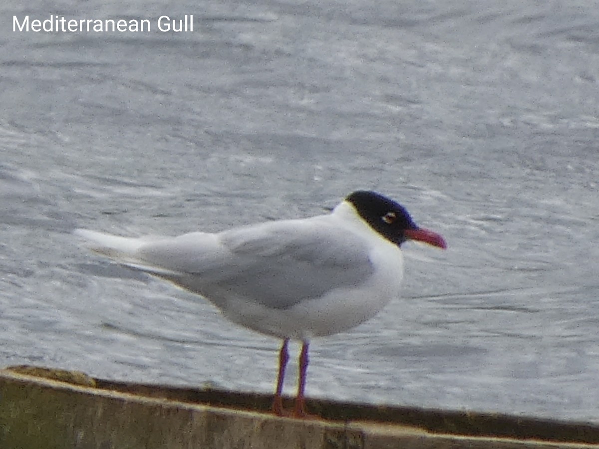 Mediterranean Gull - ML489221031