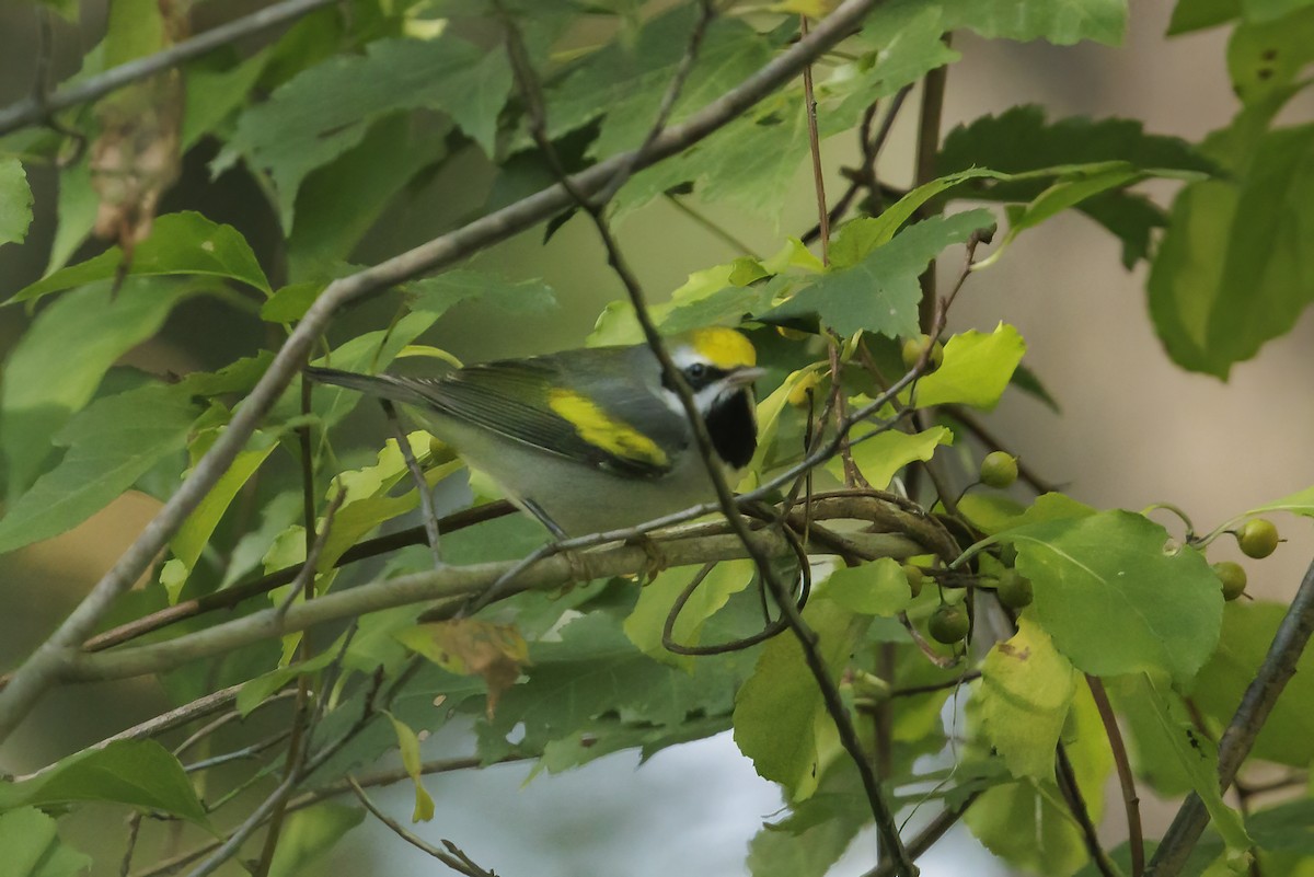 Golden-winged Warbler - Bob MacDonnell