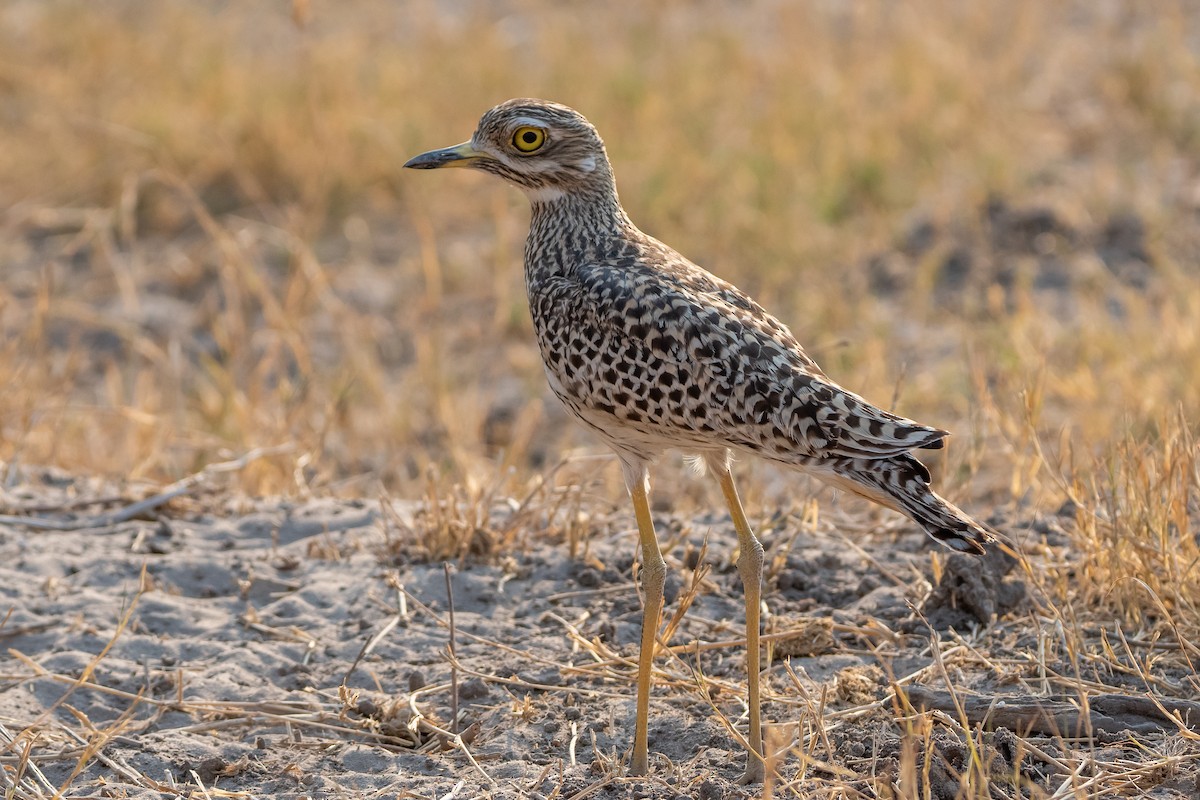 Spotted Thick-knee - ML489221141