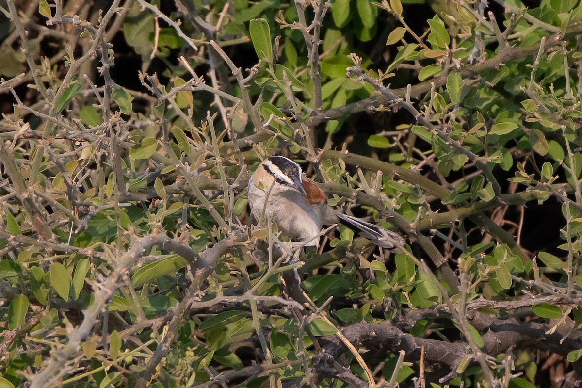 Black-crowned Tchagra - ML489221291