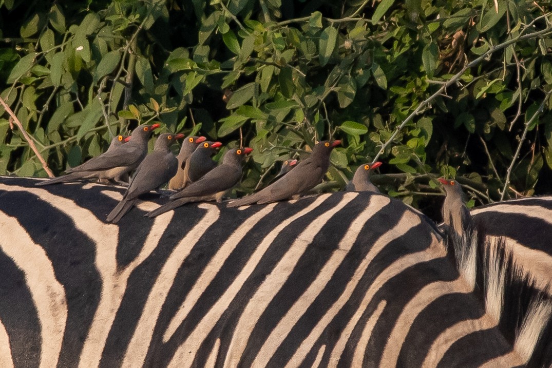 Red-billed Oxpecker - ML489221301
