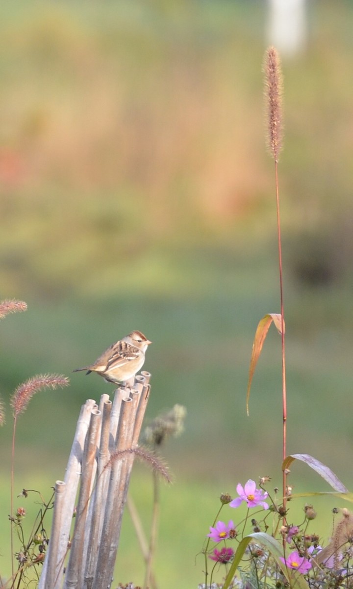 White-crowned Sparrow - ML489221421