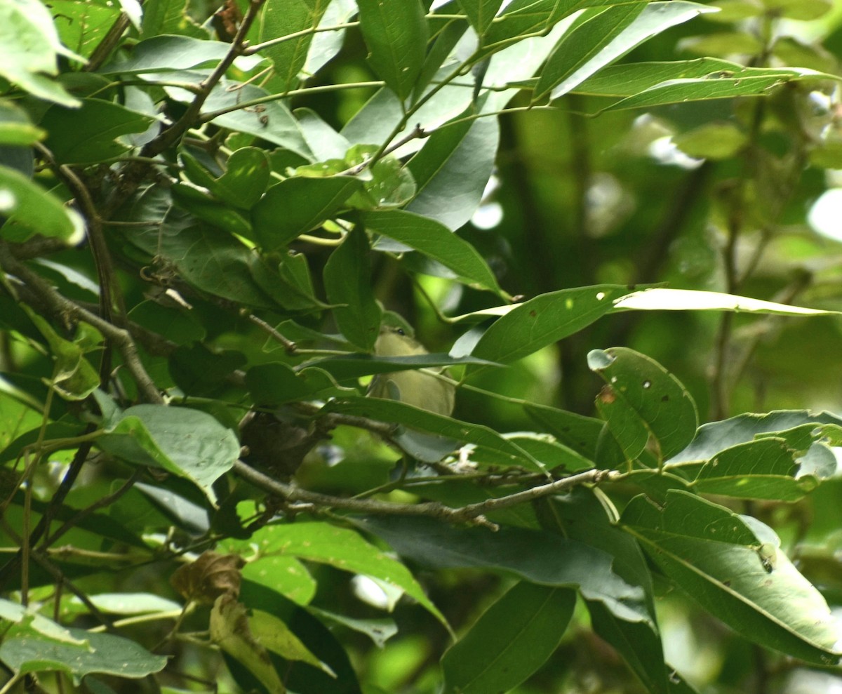 Reinita Cerúlea - ML489221611