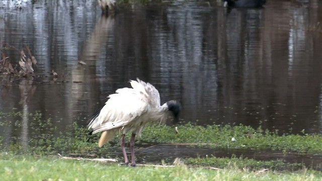 ibis australský - ML489221711