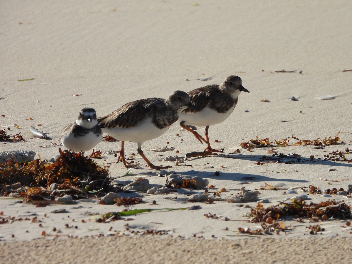 Ruddy Turnstone - ML489221971