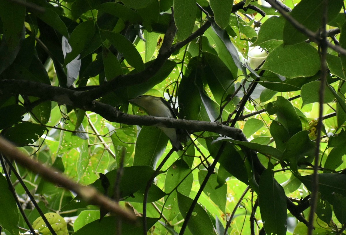 Cerulean Warbler - Stefany Lucia FloAn