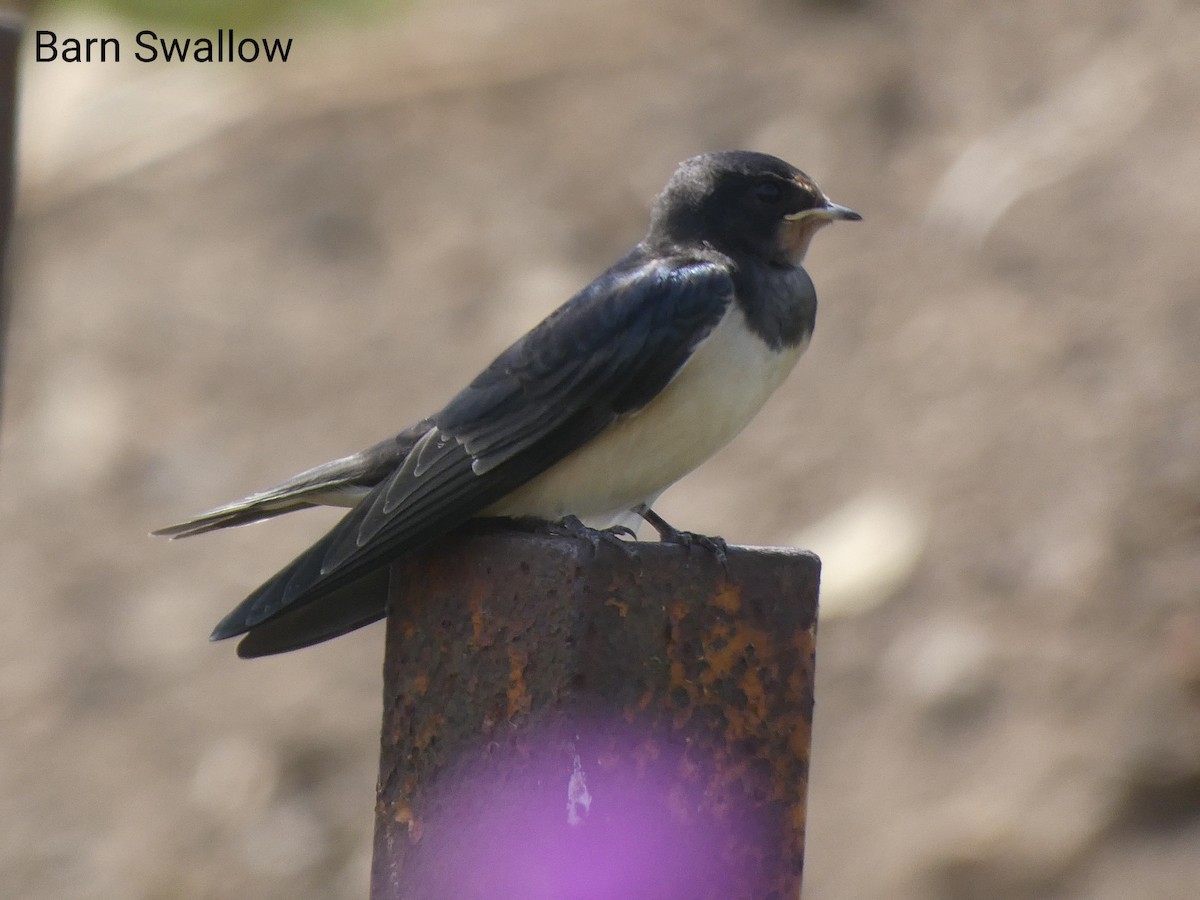 Barn Swallow - ML489222321