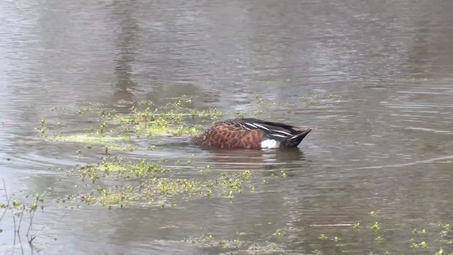 Australasian Shoveler - ML489222401