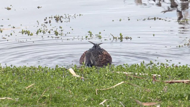 Australasian Shoveler - ML489222411