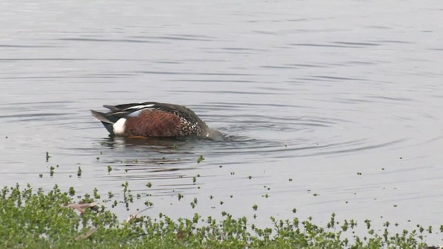 Australasian Shoveler - ML489222421