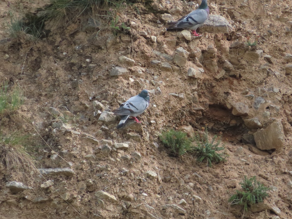 Pigeon des rochers - ML489222811