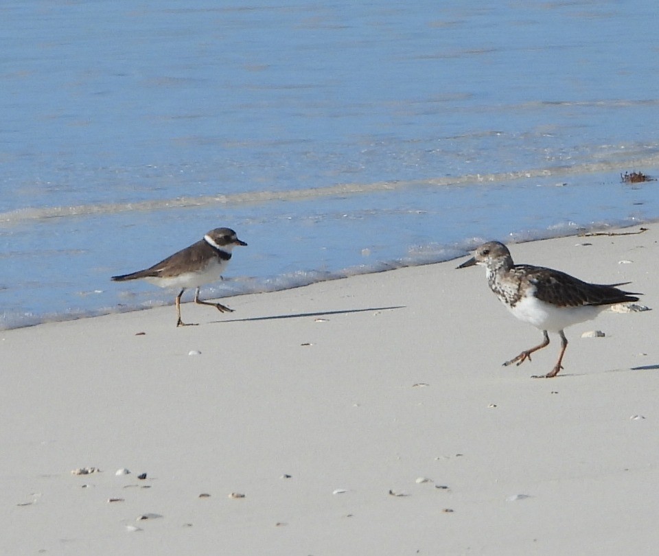 Semipalmated Plover - ML489223091