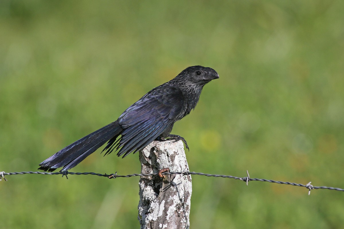 Groove-billed Ani - Michael McCloy