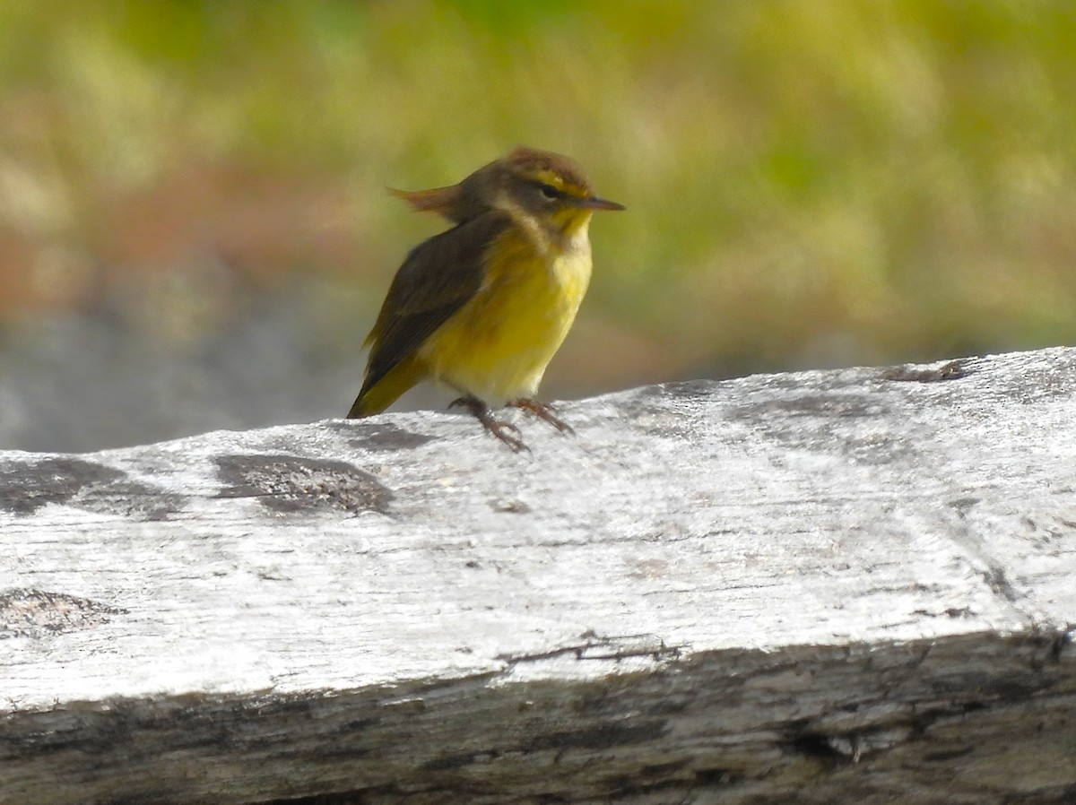 Palm Warbler - ML489225041