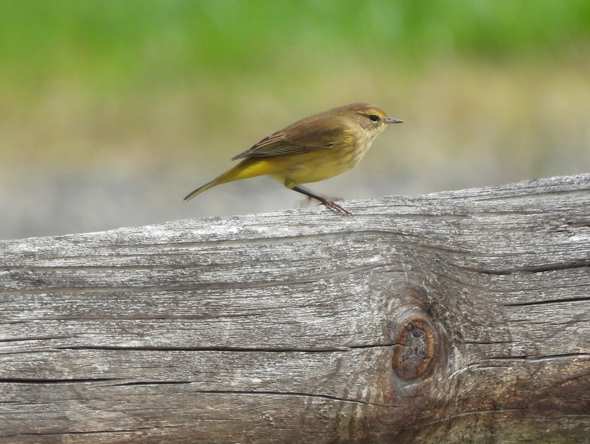 Palm Warbler - ML489225051