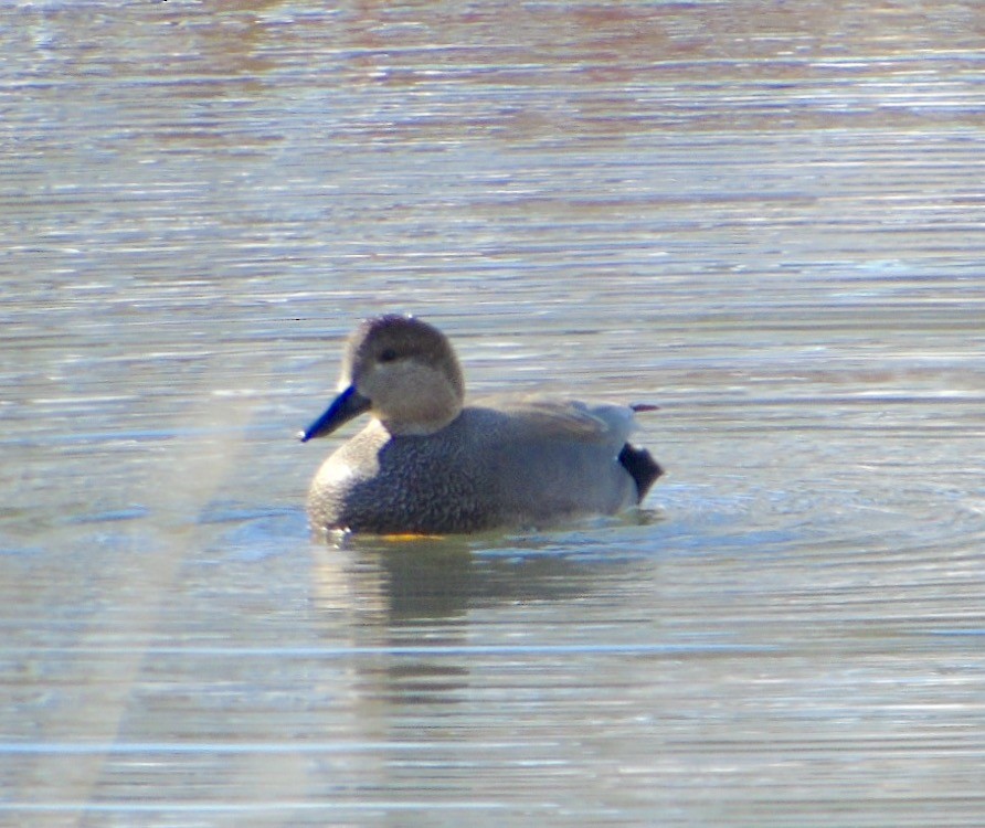 Gadwall - Randy Husson