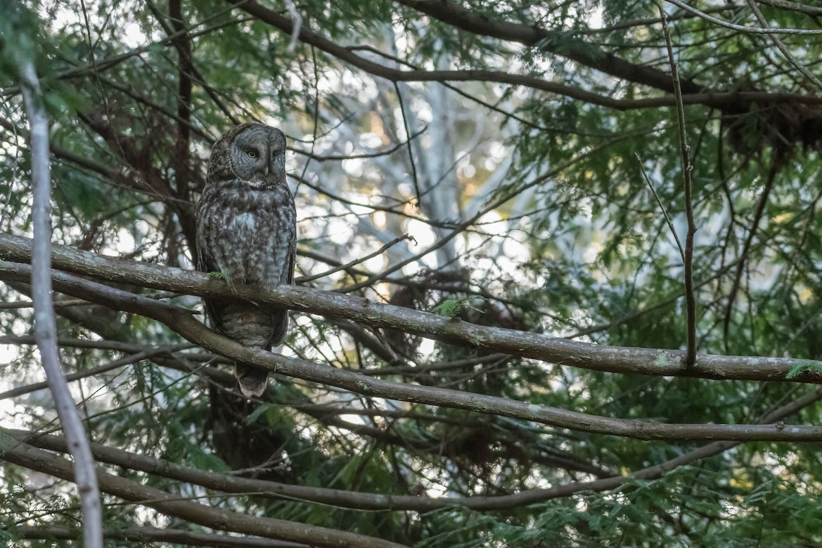 Great Gray Owl - ML48922751
