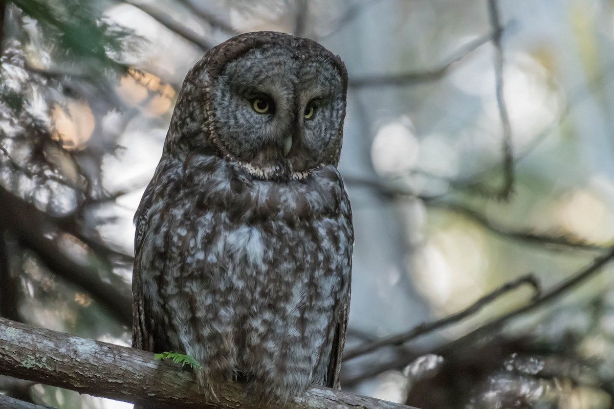 Great Gray Owl - ML48922761