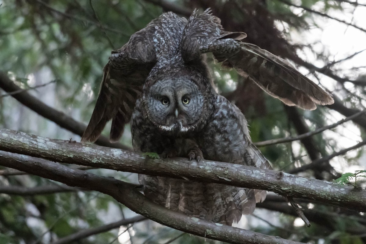 Great Gray Owl - ML48922791