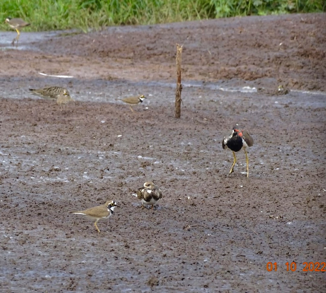 Red-wattled Lapwing - ML489227971