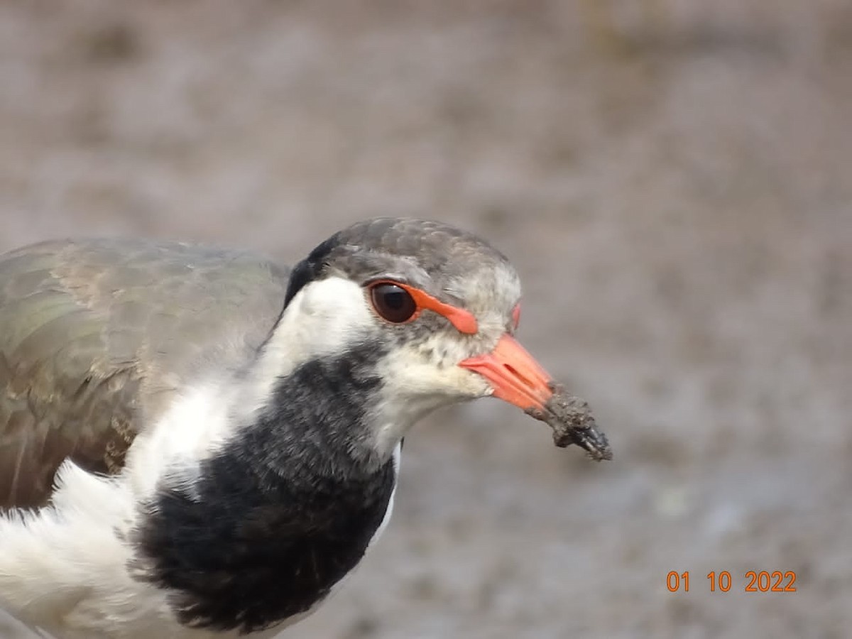 Red-wattled Lapwing - ML489227981